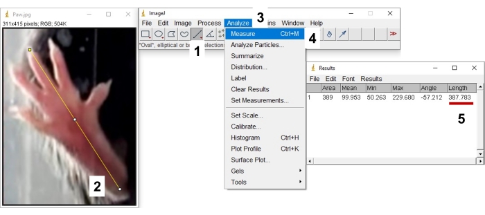 ImageJ measurement process; diagram showing length analysis using the line tool and results window.