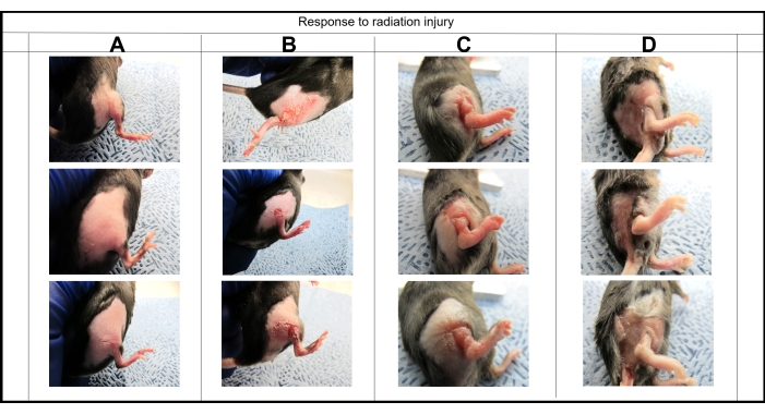 Radiation injury response chart showing different stages of tissue damage in experimental subjects.