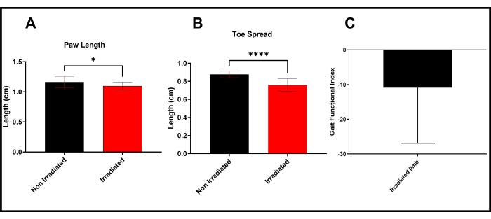Bar graphs showing paw length, toe spread, gait index in irradiated vs non-irradiated samples.