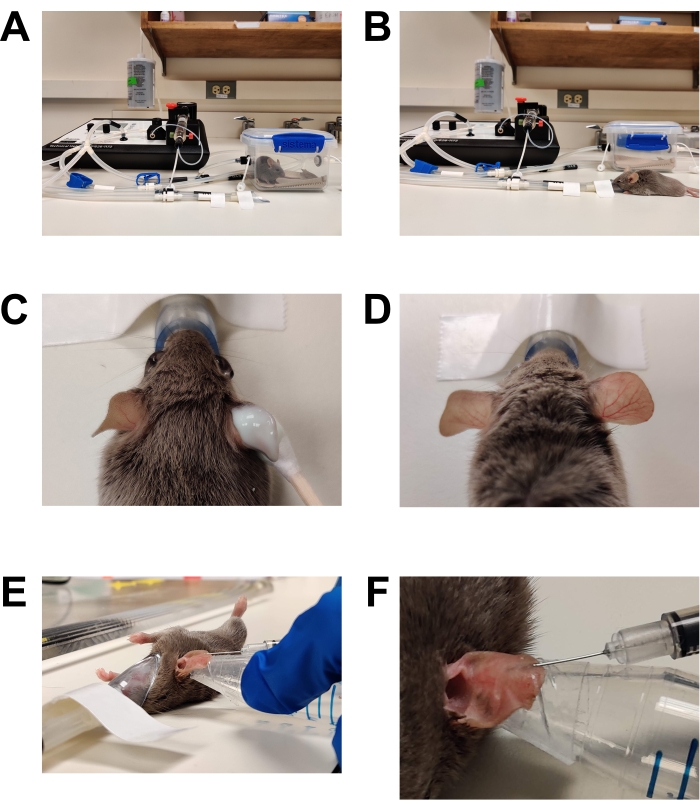 figure-results-1 Rodent anesthesia procedure, showing equipment setup, masking, and intravenous injection tasks.