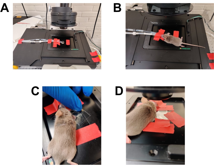 figure-results-2 Microscope experiment setup with a mouse on slide for biological imaging analysis.