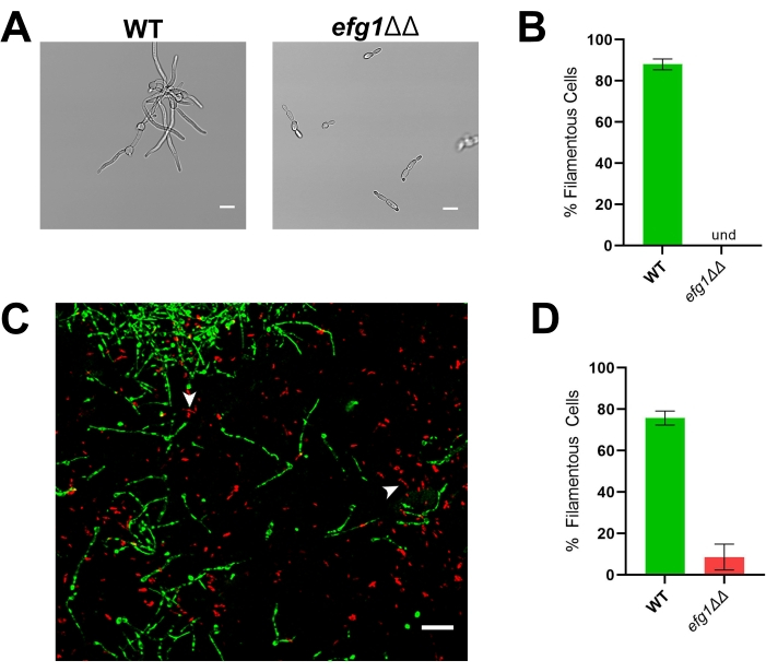 figure-results-3 Cell morphology and fluorescence in diagram and graph; wild type vs. mutant comparison.