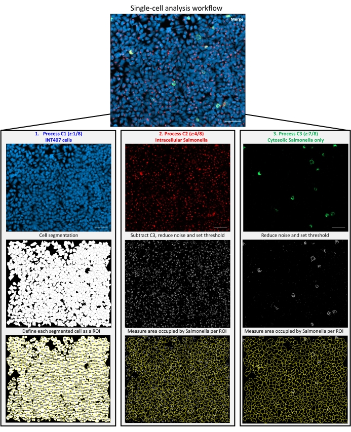 figure-results-4 Single-cell analysis workflow diagram; segmentation, intracellular/extracellular Salmonella detection.