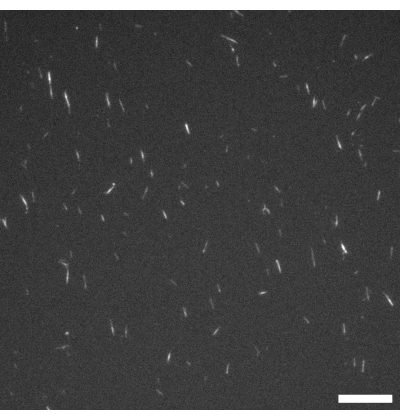 figure-results-1 Fluorescence microscopy image, protein aggregation study, molecular interaction analysis.
