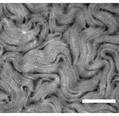 figure-results-3 Microscopy image of brain tissue cross-section, neuron patterns, histology analysis, cellular structure.