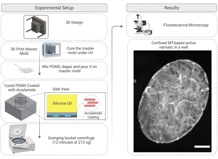 figure-results-4 3D design, centrifuge setup, acrylamide coating; results via fluorescence microscopy of MT-based nematic.