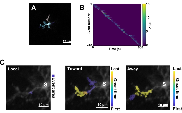Microscope image and graph of cellular calcium dynamics; event analysis and temporal mapping.