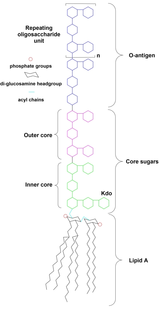 Lipid A structure diagram; oligosaccharide units, phosphate groups, acyl chains; biochemistry.
