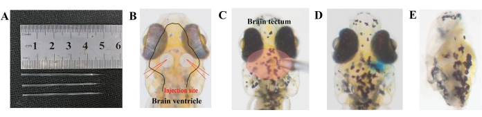Microsurgery setup with injection sites for brain ventricle study; includes needle measurements and brain regions diagram.