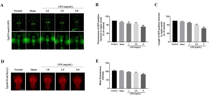 Fluorescence imaging analysis; immune response; GFP expression; zebrafish model; experiment results.
