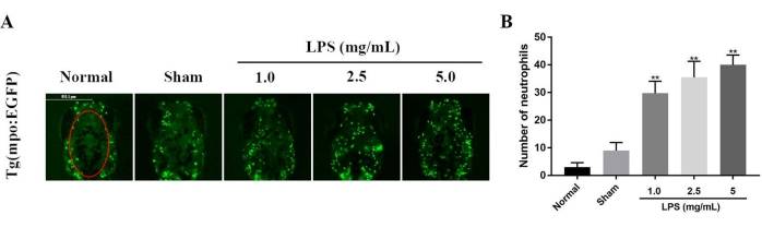 Fluorescence microscopy of Tg(mpo:EGFP) zebrafish showing neutrophil count with LPS dose response chart.