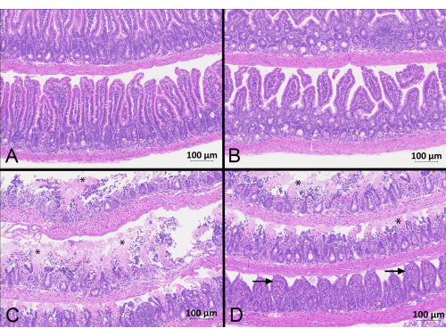 Histology of intestinal tissue showing cellular structure; microscope images at 100μm scale, educational use.