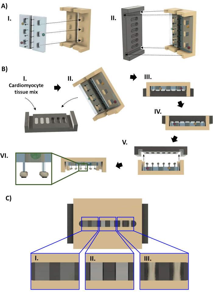 Cardiomyocyte tissue engineering diagram with assembly steps, microfluidic chamber, and analysis sections.