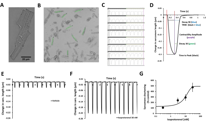 Cardiac muscle analysis, contraction measurement graph, sarcomere length change, isoproterenol response.