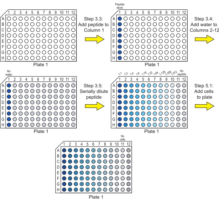 Peptide dilution process; serial dilution; 96-well plate diagram; cell addition; experimental setup.