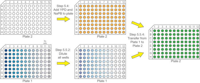 Microbial growth assay workflow, plates with reagent application and dilution steps diagram.
