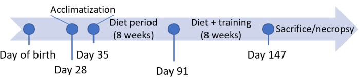 Timeline diagram showing growth stages: birth, acclimatization, diet, training, necropsy at Day 147.