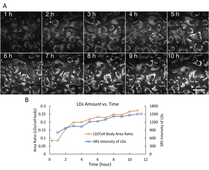 figure-results-5 Lipid droplet dynamics; microscopy time-lapse and graph; cell area ratio, SRS intensity analysis.