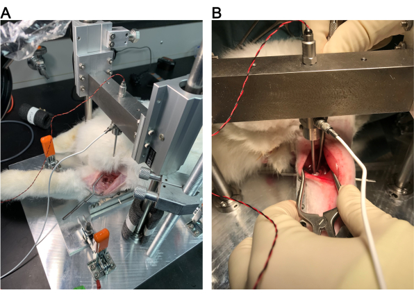 figure-results-3 Surgical experiment setup showing apparatus for in vivo measurements and incision on specimen.