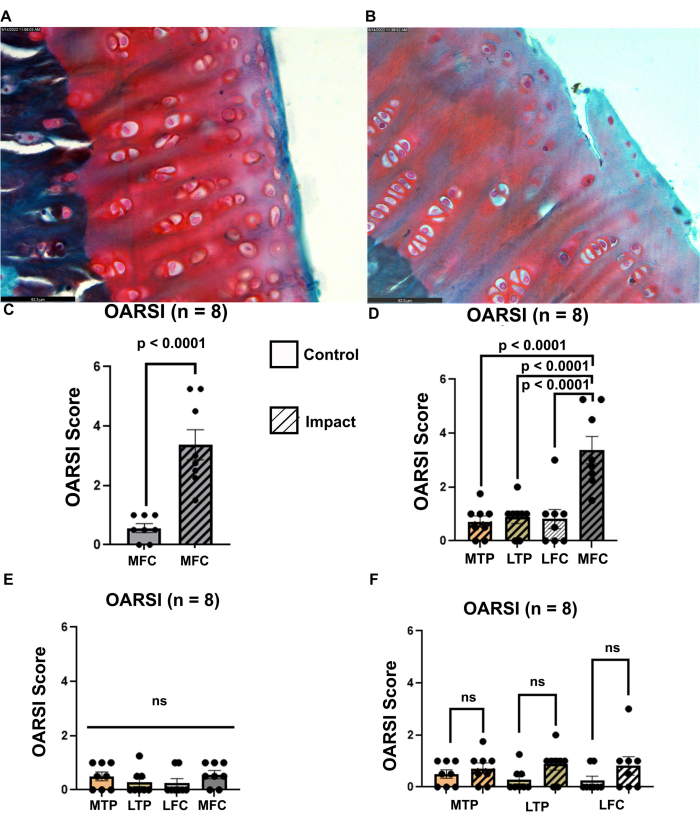 figure-results-6 Histology images with cartilage impact comparison; bar graphs show OARSI scores for control vs. impact.