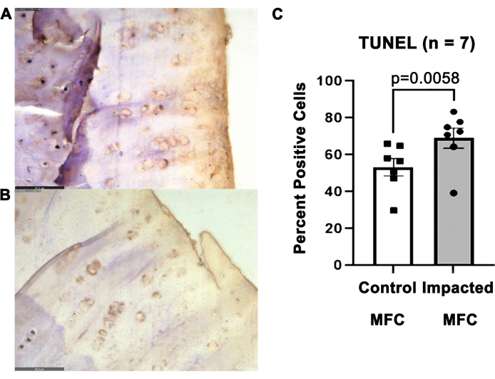 figure-results-7 TUNEL assay results; microscopic images of tissue with graph showing cell apoptosis percentage.