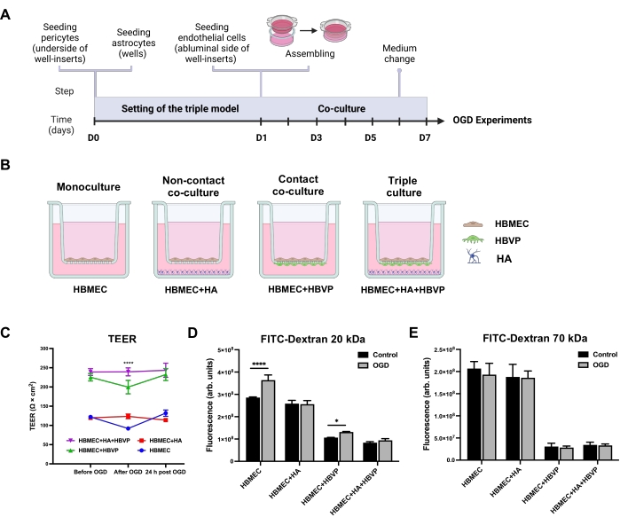 A Triple Primary Cell Culture Model of the Human Blood-Brain Barrier ...