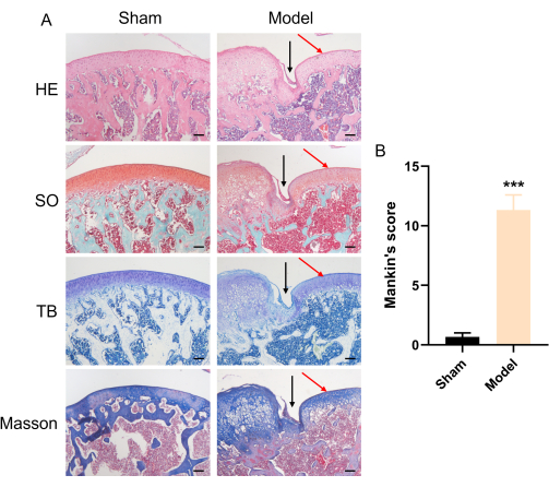 Tissue staining comparison, H&E, Safranin O, TB, Masson; Mankin score bar chart, arthritis model.