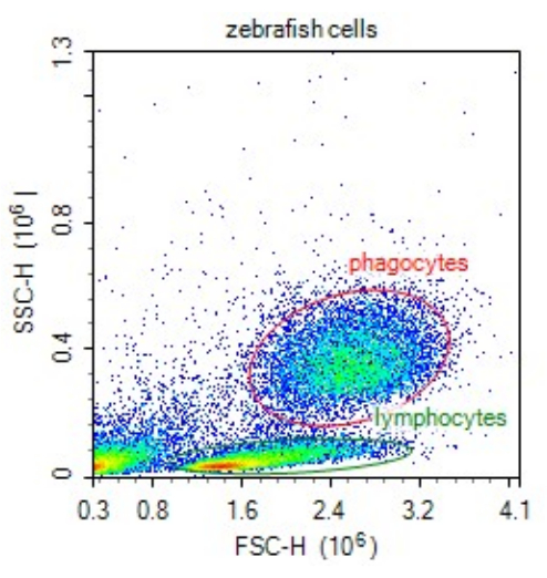 Zebrafish cell analysis; flow cytometry dot plot; phagocytes vs lymphocytes; SSC-H vs FSC-H.
