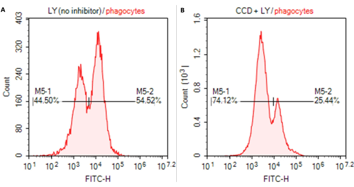 Flow cytometry histograms of phagocytes with FITC-H, showing inhibitor effects on cell populations.