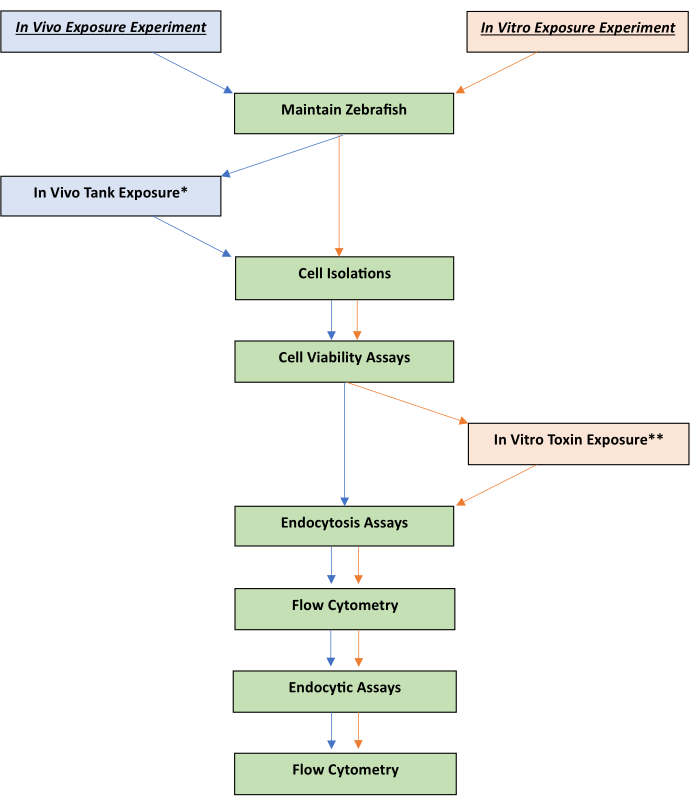 Zebrafish experiment flowchart; exposure, cell isolation, viability, endocytosis assays, flow cytometry.