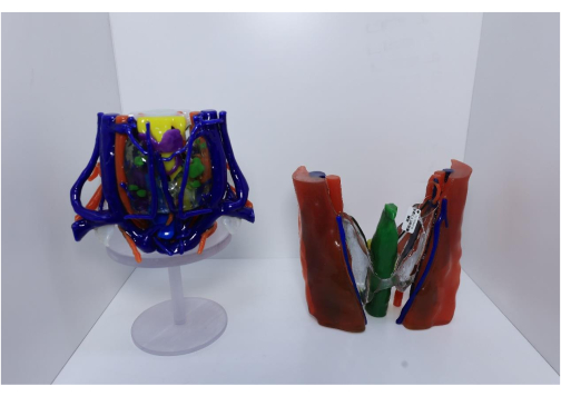 figure-results-4 Anatomical heart model; human heart structure; educational 3D diagram; biological study tool.