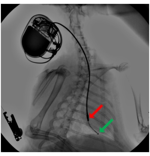 Translational Rabbit Model of Chronic Cardiac Pacing