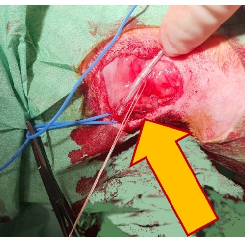 figure-results-4 Surgical procedure on tissue with suture and catheter insertion; experimental technique setup.