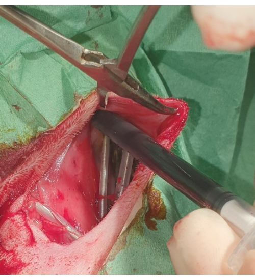 figure-results-5 Surgical procedure showing incision and tool insertion in veterinary operation.