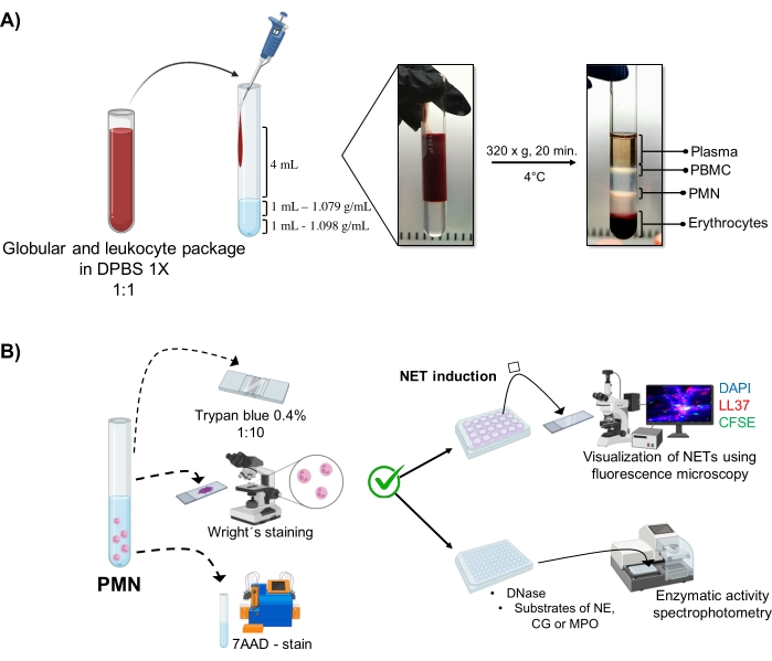 figure-protocol-1