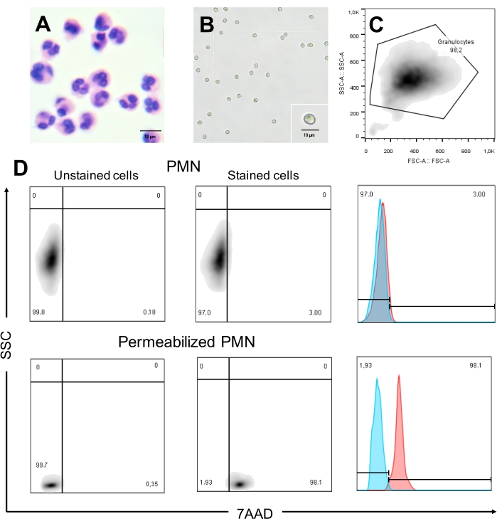 figure-results-1 Polymorphonuclear leukocytes analysis, flow cytometry diagram, stained vs unstained cells, SSC vs 7AAD.