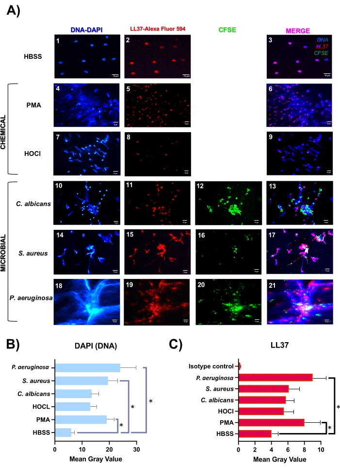 figure-results-2 Fluorescence microscopy of DNA, LL37, CFSE in chemical/microbial conditions; histogram analysis.