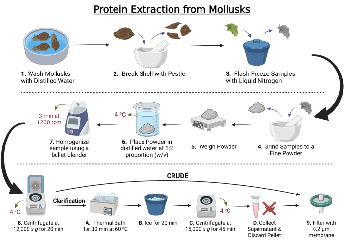 Protein extraction diagram from mollusks; method: centrifugation, thermal bath, filtration process.