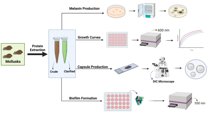 Mollusk protein extraction process diagram; shows pathways for melanin, growth, capsule, biofilm analysis.