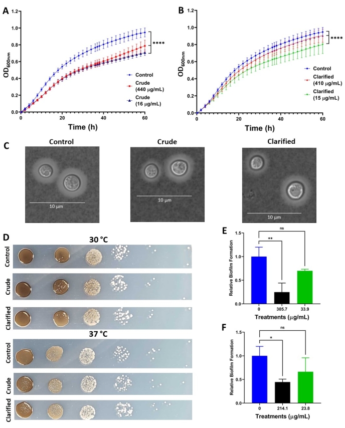 Bacterial growth analysis; charts and images show control vs. treatment on biofilm and cell images.