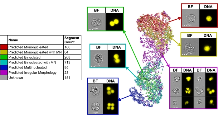 Cell morphology analysis; microscopy image; DNA staining; segmentation result; morphological clustering.