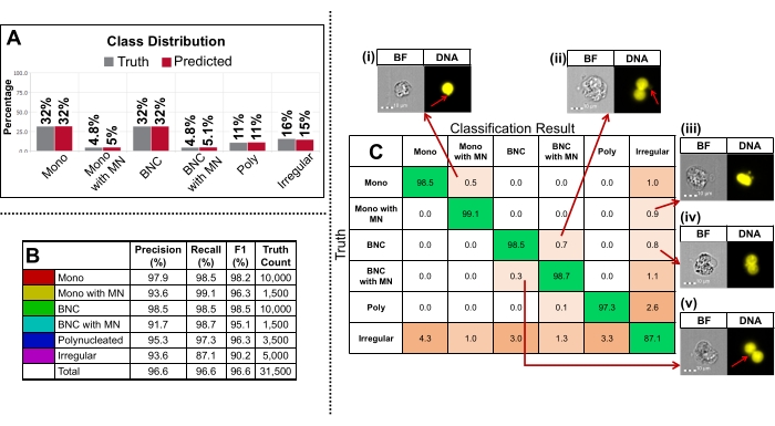 Cell classification results; precision, recall data tables; microscopy images; BF, DNA visualization.