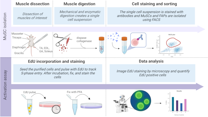 Isolation of Quiescent Stem Cell Populations from Individual Skeletal ...