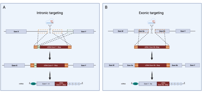 figure-protocol-1