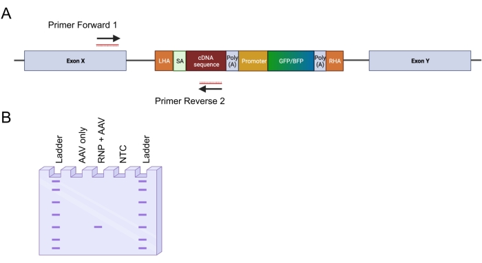 figure-protocol-2