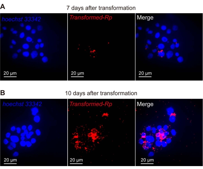 figure-results-2 Cell transformation microscopy results, Hoechst 33342 dye, 7-10 days post-transformation, merge view.