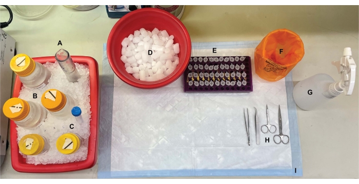 Laboraufbau für die DNA-Extraktion; beinhaltet Eisbad, Mikroröhrchen, Werkzeuge; Prozessvorbereitung.