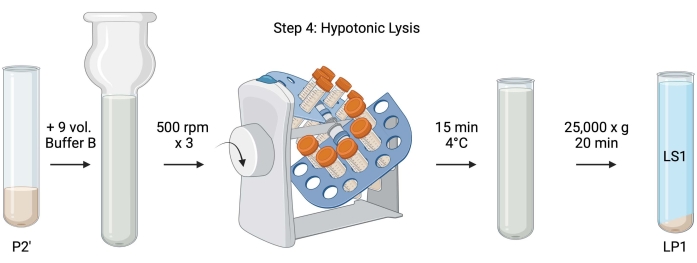 Hypotonisches Lyseschrittdiagramm; Zentrifugenaufbau für Zellaufschluss, Trennung, Reinigung.