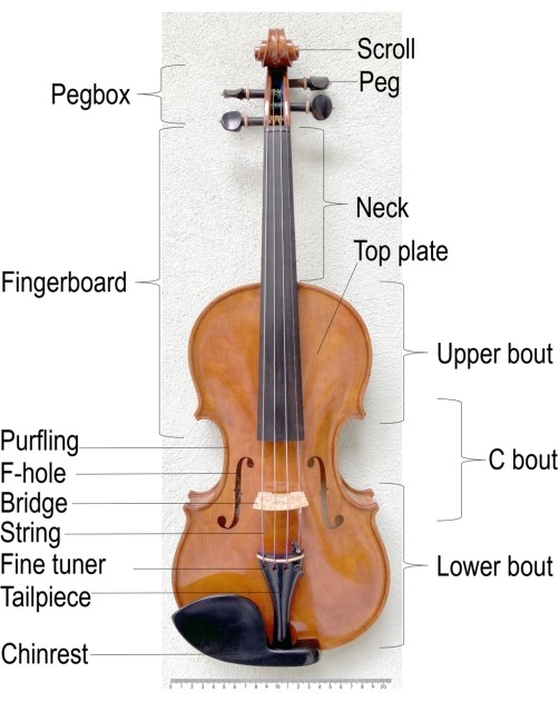 Violin anatomy diagram: pegbox, scroll, fingerboard, bridge, and other labeled parts for study.
