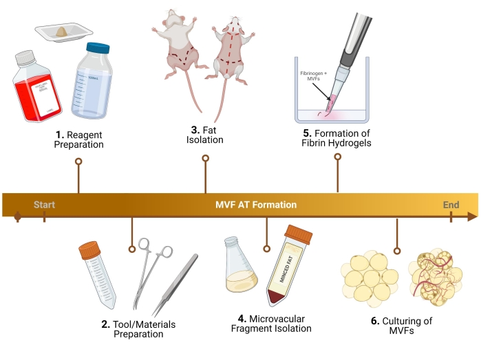 figure-protocol-1 MVF-Formationsdiagramm; Reagenzienvorbereitung, Fettisolierung, Fibrinhydrogele, MVF-Kultivierungsprozess.
